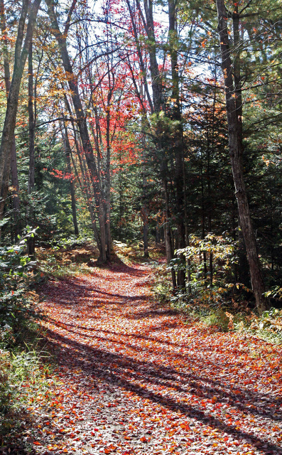 Peaceful Pathway